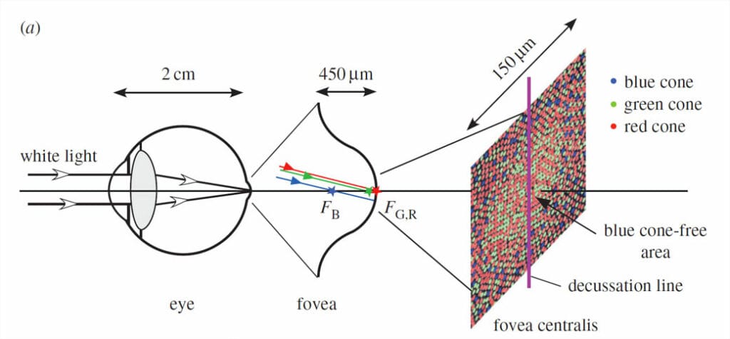 This image shows how the Lexilens works as you looking at objects scientifically